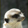 Meerkat 2