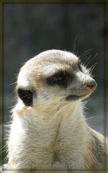 Meerkat 2