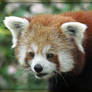 Red Panda 3