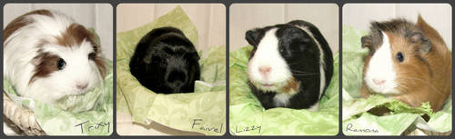 our four new guinea pigs by DragonSouL7