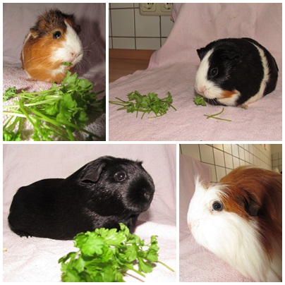 Our 4 Piggies