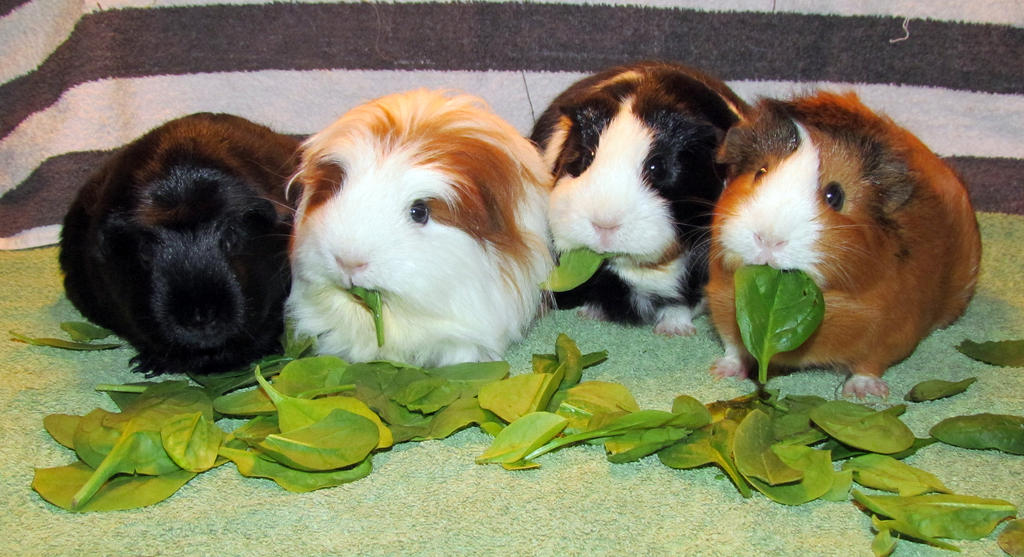 - Our Guinea Pig Gang - by DragonSouL7