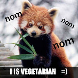 nom nom red panda