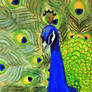 peacock