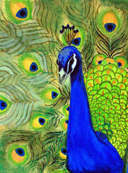 peacock