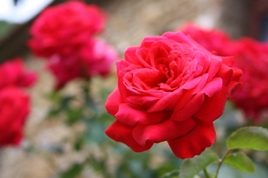 Flowers in a Monastery