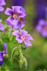 purple crane's-bill