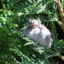 Fluffy Baby Sparrow