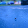 Midge fly