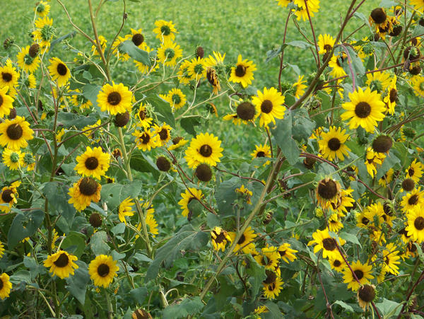 wild sunflowers