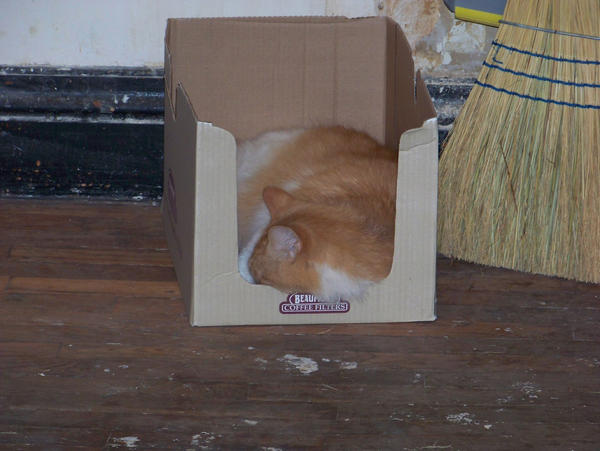 boxcat