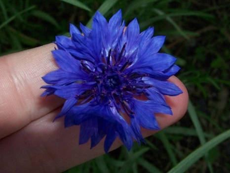 cornflower bloom with fingers