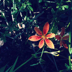 Orange Flower