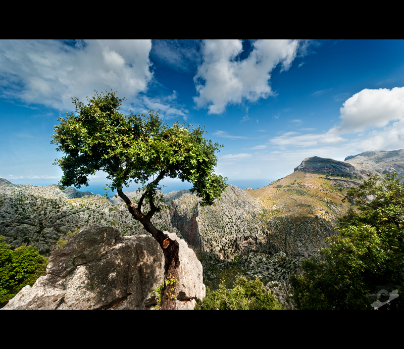 The tree of knowledge