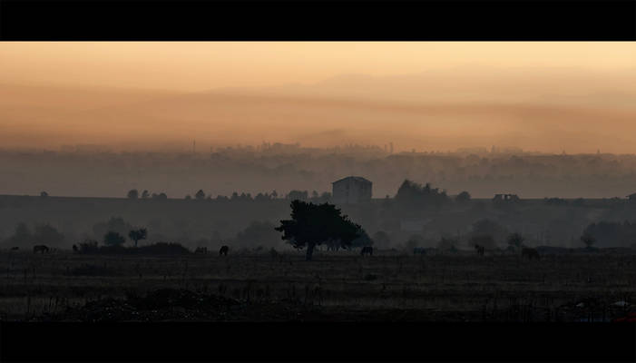 The land of fog and horses