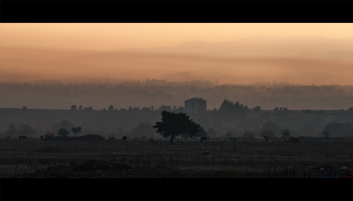 The land of fog and horses