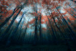 Dark forest by Bojkovski