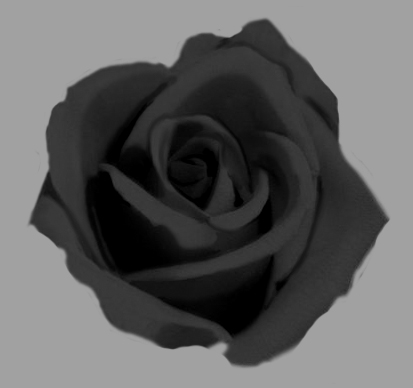 Black Rose