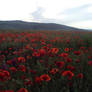 poppies: Full field-a lot