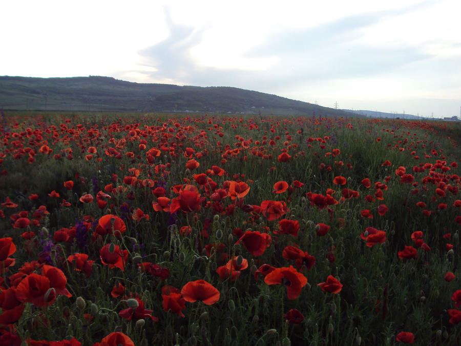 poppies: Full field-a lot by E-Steph