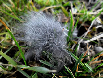 stork feather