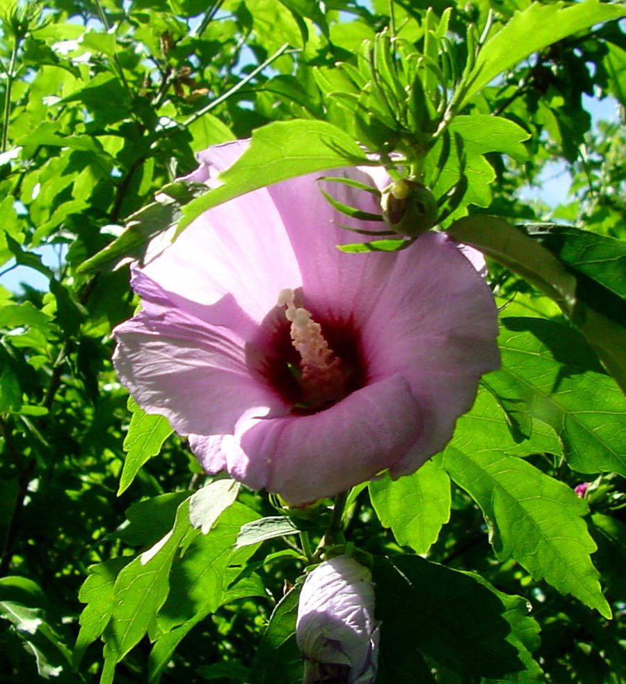 Rose of Sharon