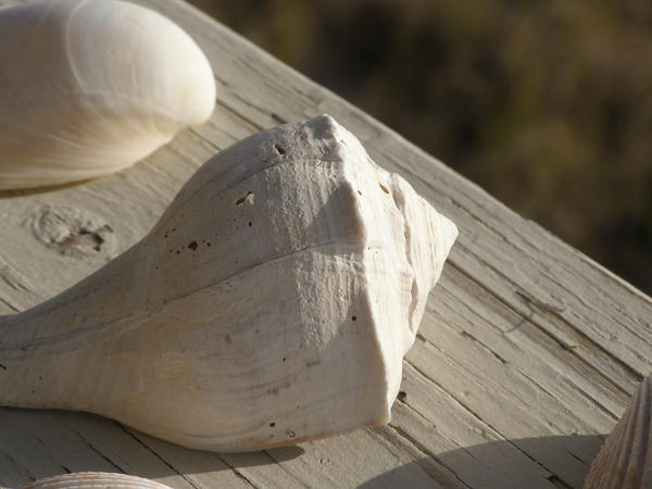 Sea shells by the seashore by SockMonster500 on DeviantArt