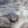 Driftwood Texture 10