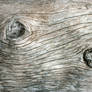 Driftwood Texture 12
