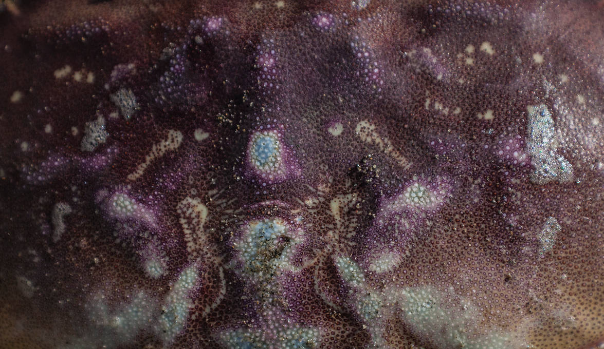 Crab Shell Texture 2 by KariLouMc on DeviantArt