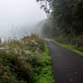 Foggy Trail-2