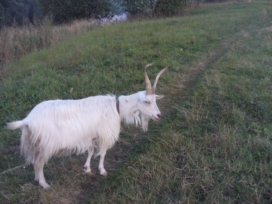 Russian goat