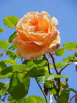 Orange Church Rose by Queenselphie