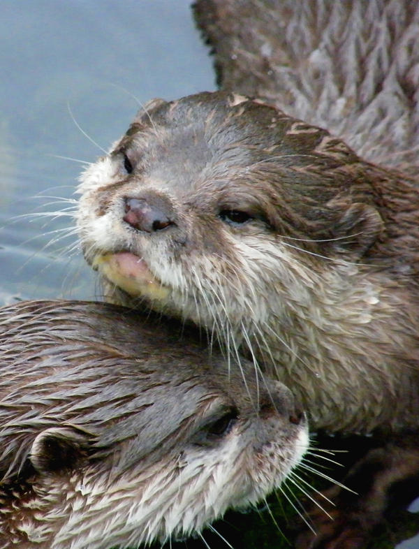 Otter-lurrve