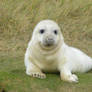 Donna Nook Seal 14