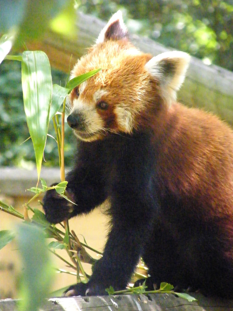 Red Panda 2