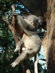 Posing Koala Male