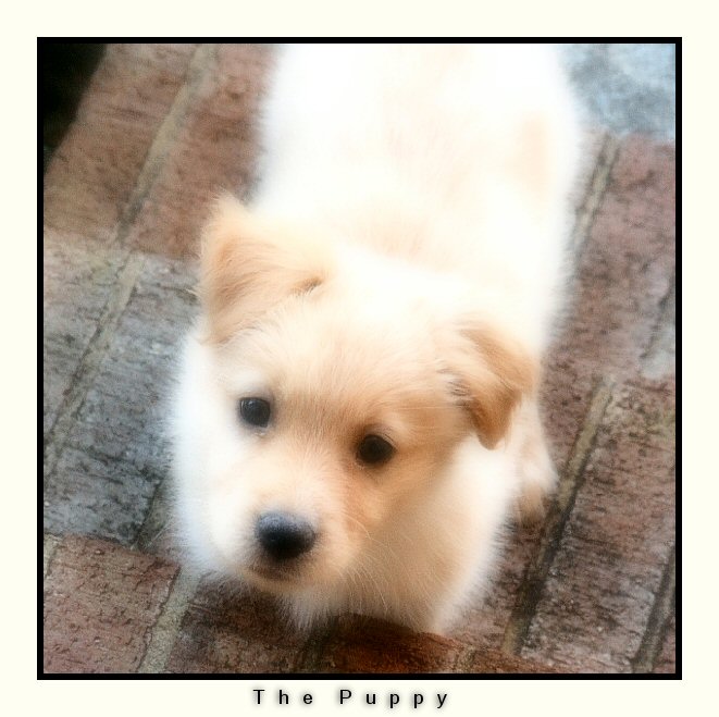 The puppy