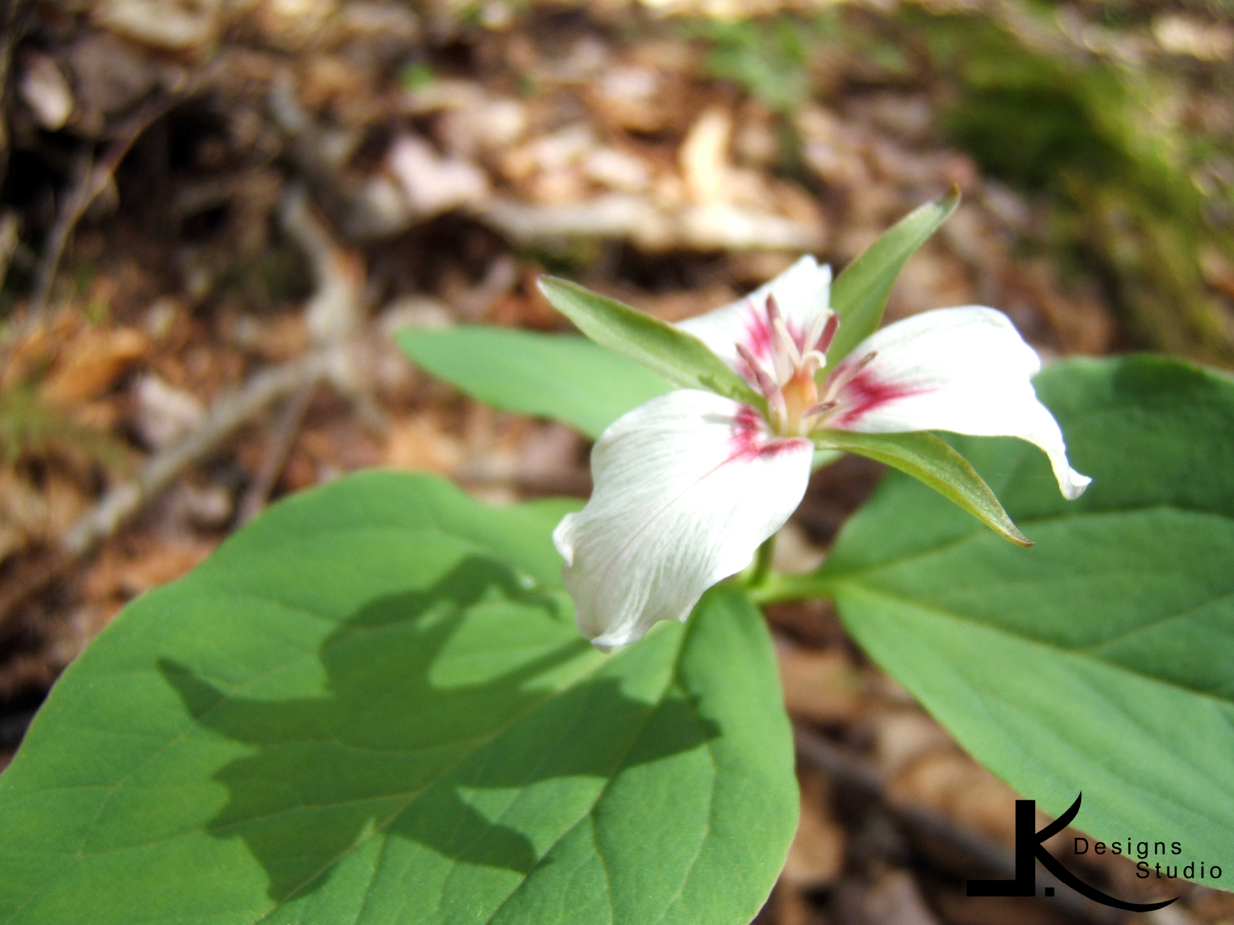 Trillium