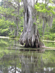 Tree Swamp Springs 2