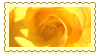 yellow rose