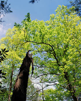 Shining Canopy