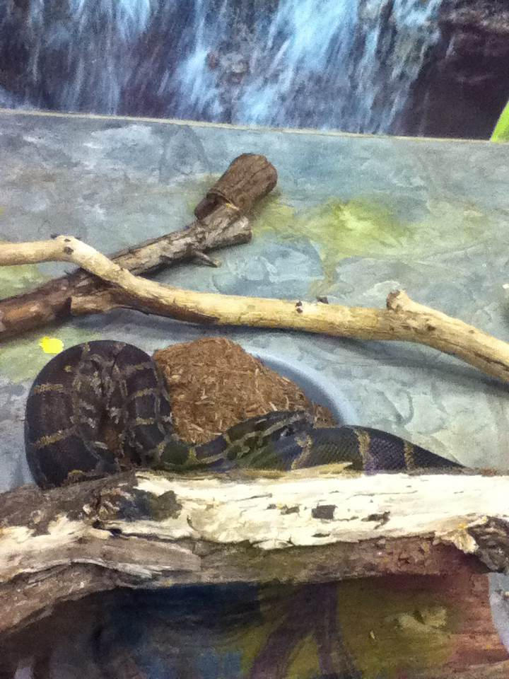 Burmese Python by NeonWolfEye on DeviantArt