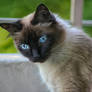 Lily Blue Eyes