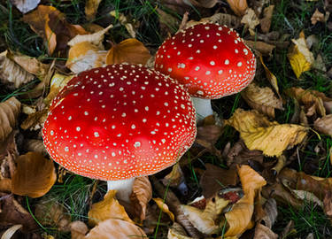 Mushrooms in Colour