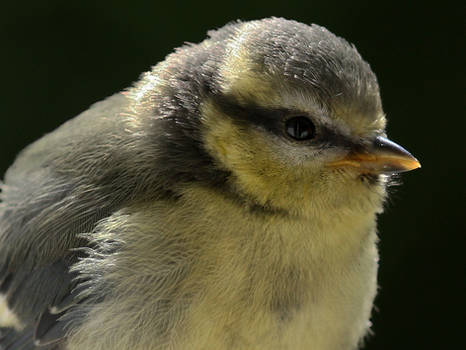 Baby Tit