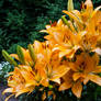 Orange Lilies