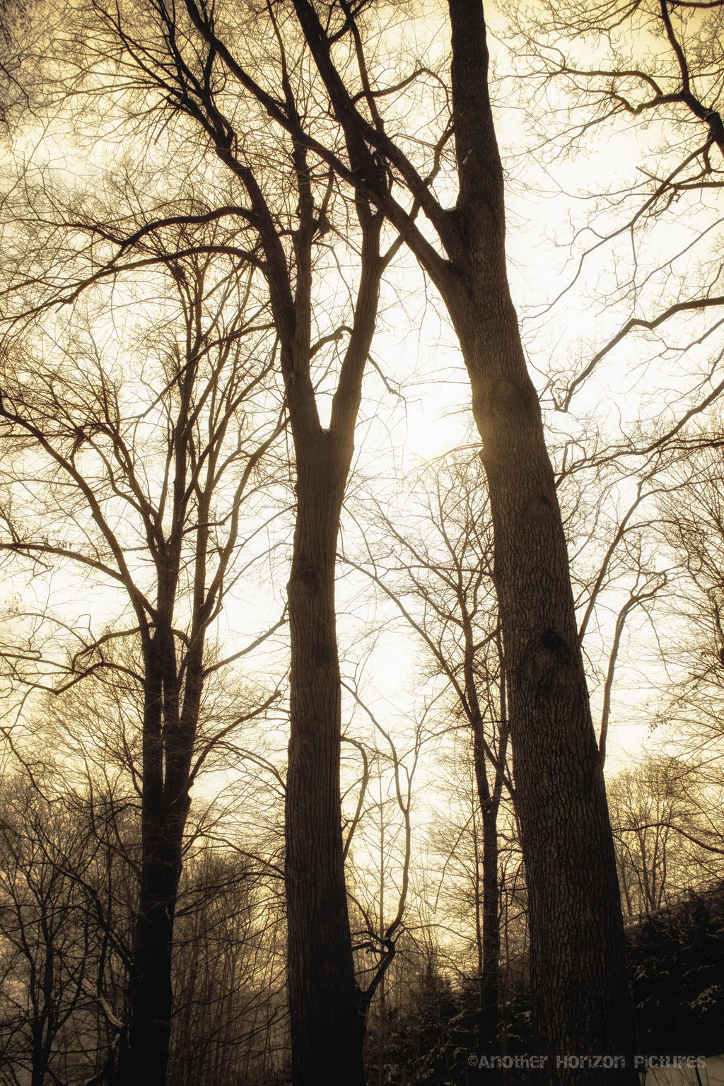 Sepia Woods