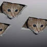 Drywall cats