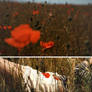 field of poppies